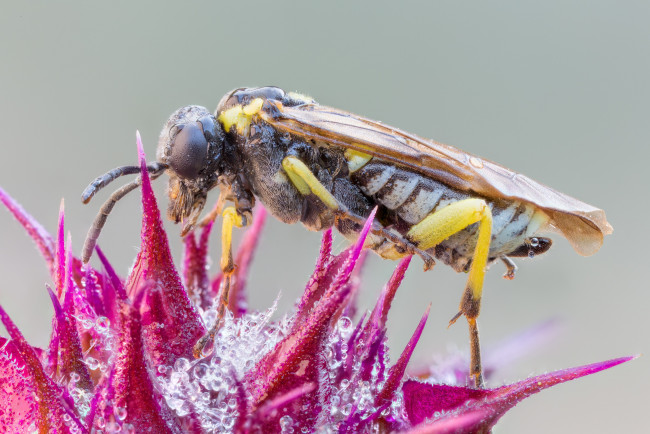 Обои картинки фото животные, пчелы,  осы,  шмели, капли, макро, цветок, крылья, оса