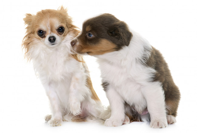 Обои картинки фото животные, собаки, щенок, белый, фон, двое, пес