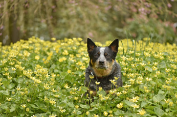 Картинка животные собаки собака весна
