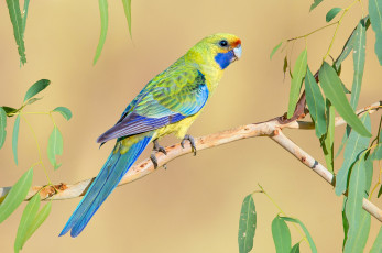 Картинка животные попугаи яркий птица попугай