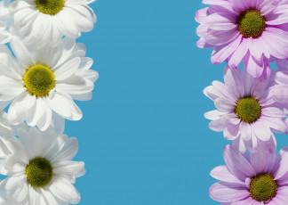 Картинка цветы хризантемы белые лиловые голубой фон