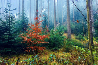 обоя природа, лес, сосны, елки, туман