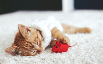 Картинка животные коты котенок рыжий игрушка