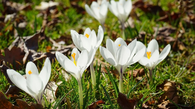 Обои картинки фото цветы, крокусы, белые, весна