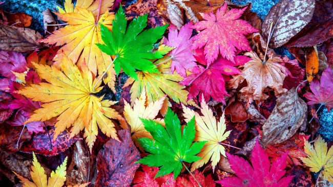 Обои картинки фото природа, листья, осень, разноцветные
