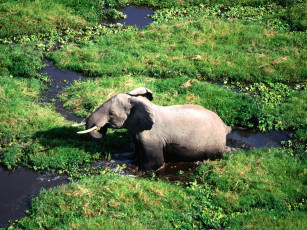 Картинка leisure time african elephant животные слоны