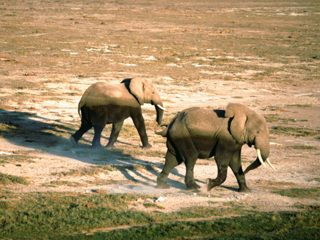 Обои картинки фото on, the, move, african, elephants, животные, слоны