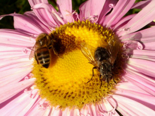 Картинка животные пчелы осы шмели
