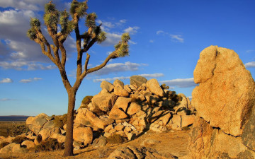 Картинка пустыня мохаве калифорния природа деревья
