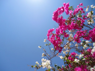 Картинка цветы бугенвиллея куст
