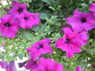 Картинка цветы петунии калибрахоа сиреневый зеленый