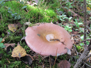 Картинка природа грибы брусничник вода шляпка