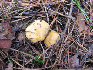 Картинка природа грибы иголки два грибочка ветки