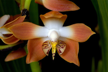 Картинка цветы орхидеи оранжевый