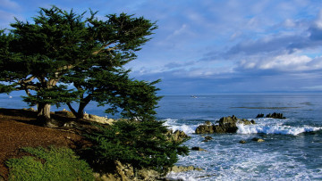 Картинка природа побережье деревья камни море