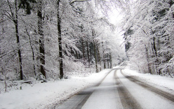 Картинка природа зима лес снег пасмурно