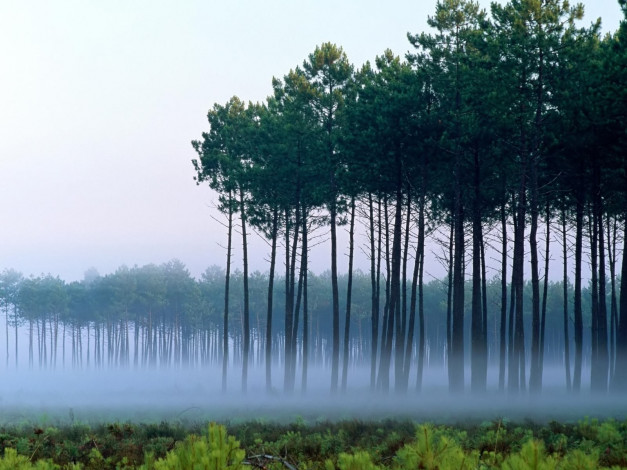 Обои картинки фото природа, деревья, утро, дымка