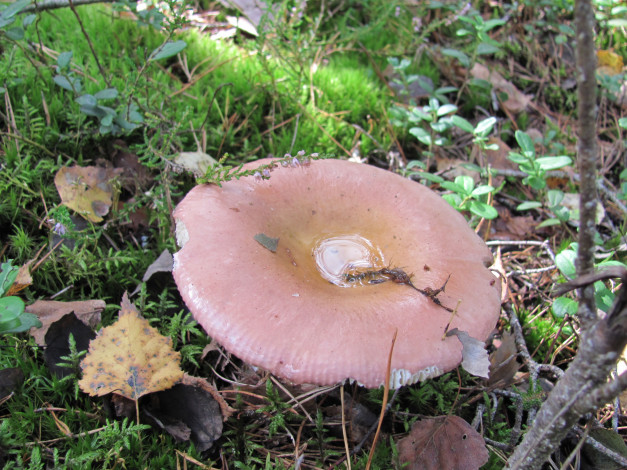 Обои картинки фото природа, грибы, брусничник, вода, шляпка