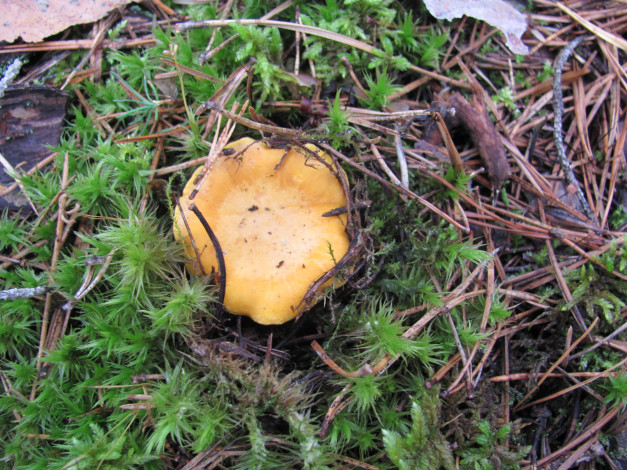 Обои картинки фото природа, грибы, желтый, гриб, зеленый, мох