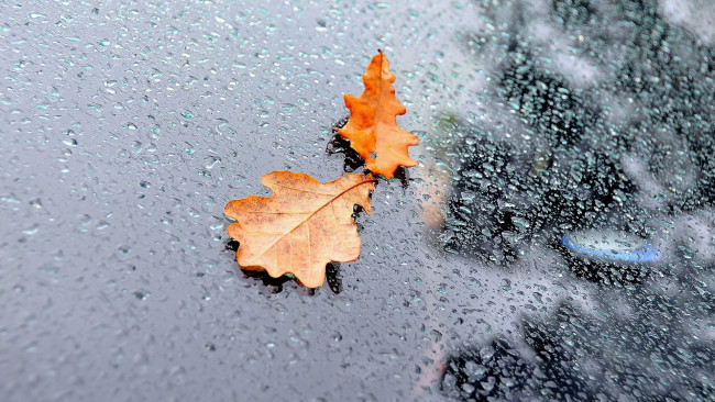 Обои картинки фото природа, листья, дождь, капли, стекло