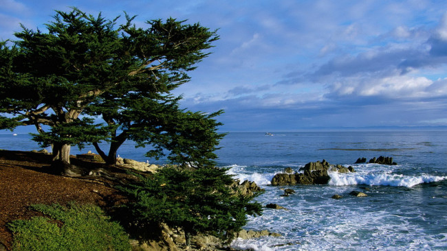 Обои картинки фото природа, побережье, деревья, камни, море