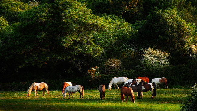 Обои картинки фото животные, лошади, поляна, лес