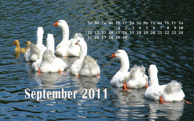 Обои картинки фото календари, животные, гуси, вода