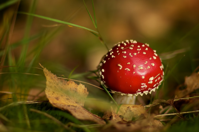 Обои картинки фото природа, грибы, мухомор, лист