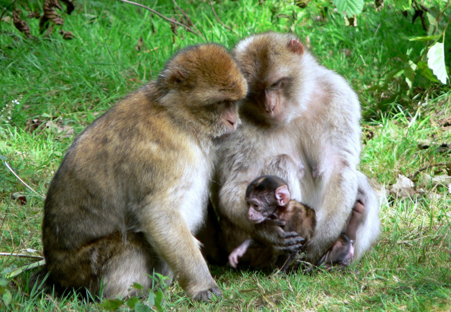 Обои картинки фото животные, обезьяны, семья, малыш, забота
