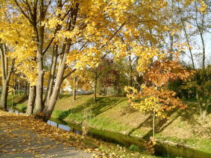 Картинка природа парк желтые листья речка осень