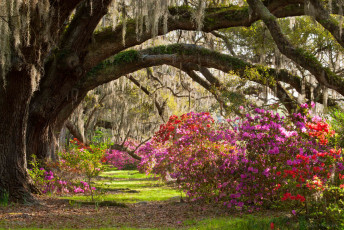 Картинка magnolia plantation gardens природа парк кусты деревья
