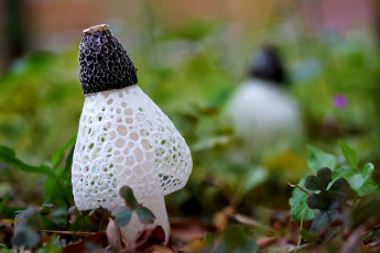 Картинка природа грибы белый кружево