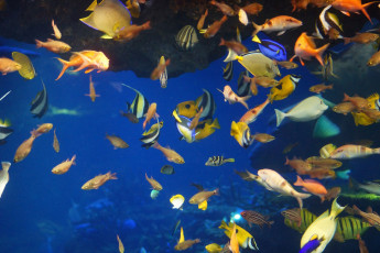 Картинка животные рыбы тропики вода разноцветный