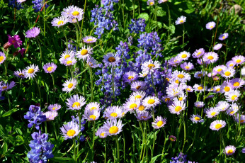 Картинка цветы луговые полевые трава маргаритки люпин