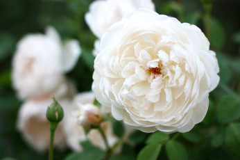 Картинка цветы розы белый лепестки круглый