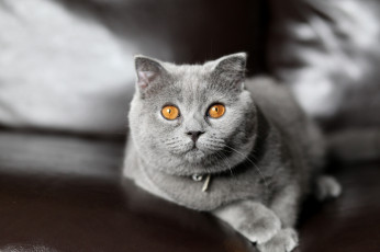 Картинка животные коты глаза шерсть