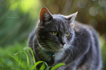 Картинка животные коты котэ трава