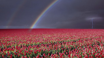 Картинка цветы тюльпаны радуга молния
