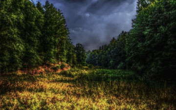Картинка природа лес трава опушка тучи