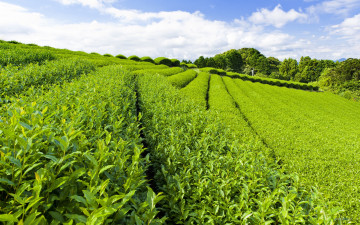 Картинка природа поля плантация чай кусты