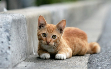 Картинка животные коты кот рыжий