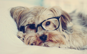 Картинка животные собаки очки