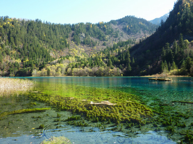 Обои картинки фото китай, jiuzhaigou, valley, panda, lake, природа, реки, озера, заповедник, озеро