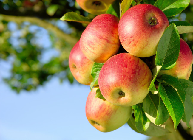 Обои картинки фото apples, природа, плоды, яблоки, красота, ветка, листья