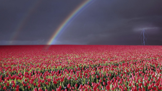 Обои картинки фото цветы, тюльпаны, радуга, молния