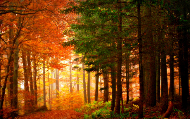 Обои картинки фото autumn, colors, природа, лес, осень, краски