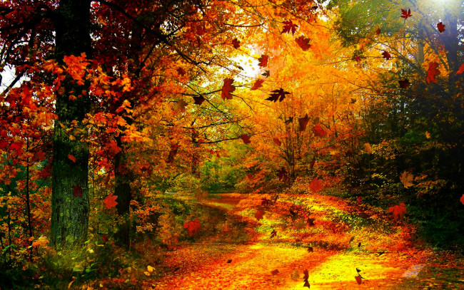 Обои картинки фото autumn, wind, природа, лес, листопад, осень, ветер