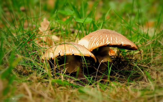 Обои картинки фото природа, грибы, лето, трава