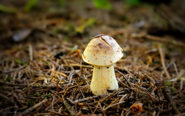 Обои картинки фото природа, грибы, макро, хвоя