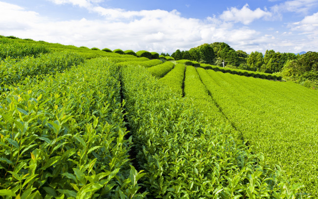 Обои картинки фото природа, поля, плантация, чай, кусты
